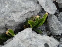 Plancia ëd Asplenium ceterach L.