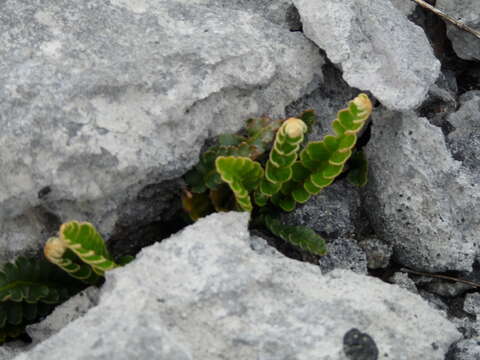 Image of Asplenium ceterach L.