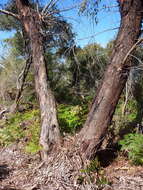 Image of Eucalyptus willisii P. Y. Ladiges, C. J. Humphries & M. I. H. Brooker