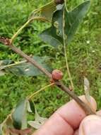 Image of Kokkocynips imbricariae (Ashmead 1896) Nieves-Aldrey, Nicholls, Tang, Melika, Stone, Pujade-Villar, Buffington, Maldonado & Medianero 2021