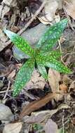 Coptosperma borbonicum (Hend. & Andr. Hend.) De Block resmi