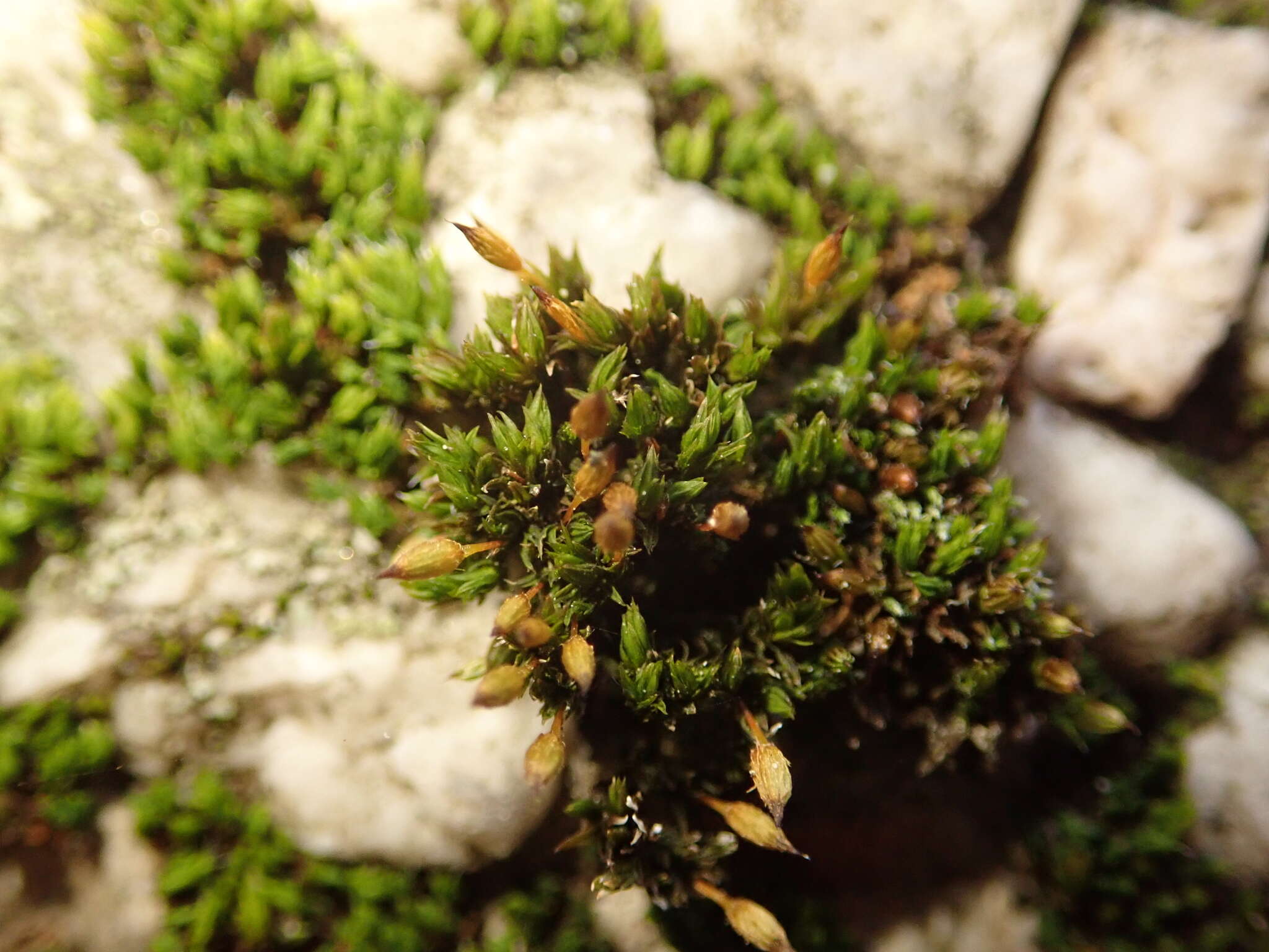 Image of orthotrichum moss