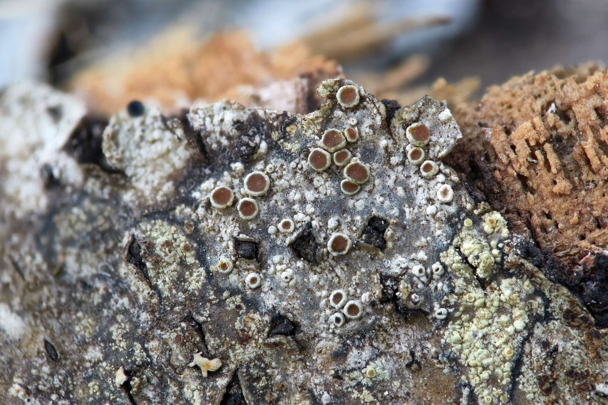 Image of rim lichen