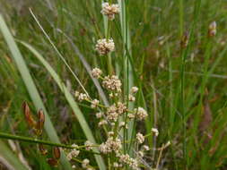 Image de Lomandra multiflora subsp. dura (F. Muell.) T. D. Macfarl.