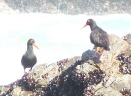 Image of African Black Oystercatcher