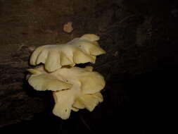 Pleurotus citrinopileatus Singer 1942 resmi