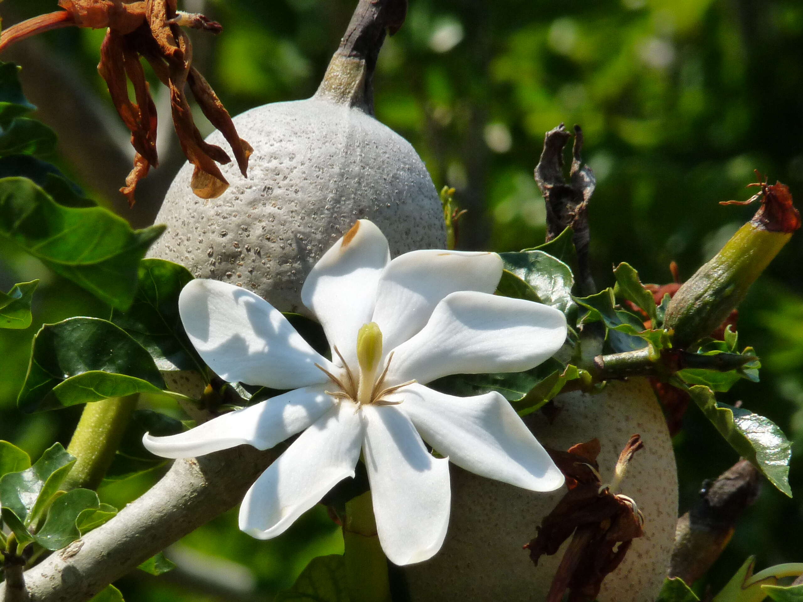 Image of Thunberg's gardenia