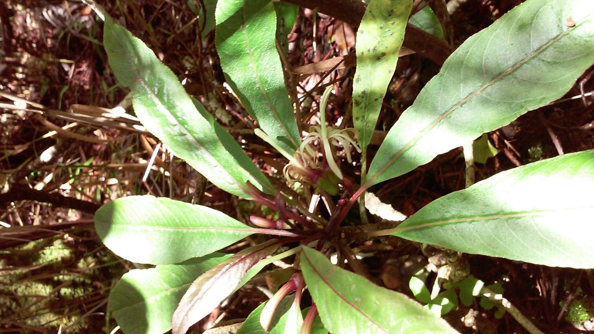 Image of Small-Flower Clermontia