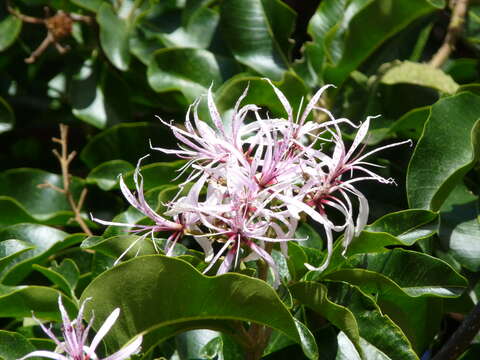 Image of Calodendrum capense (L. fil.) Thunb.