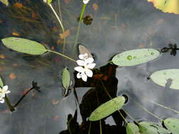 Image of Cape pondweed