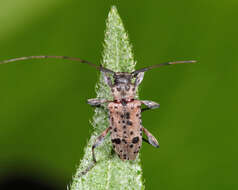 Image of Hyperplatys maculata Haldeman 1847