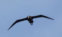 Image of Spectacled Petrel