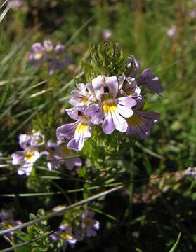 Image of Euphrasia alpina Lam.