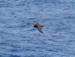 Image of Spectacled Petrel