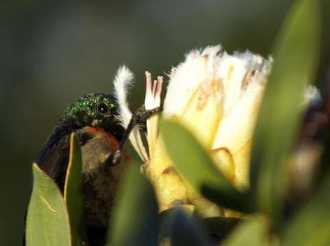 Image of Greater Double-collared Sunbird