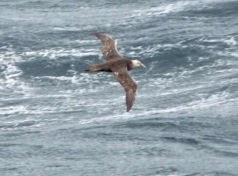 Image of Antarctic Giant-Petrel