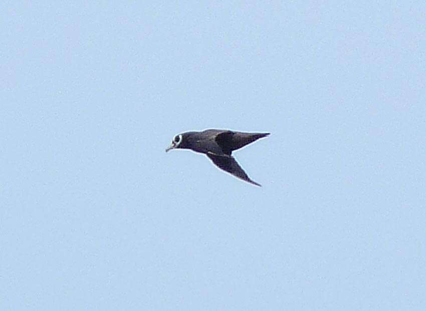 Image of Spectacled Petrel