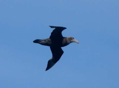 Image of Antarctic Giant-Petrel