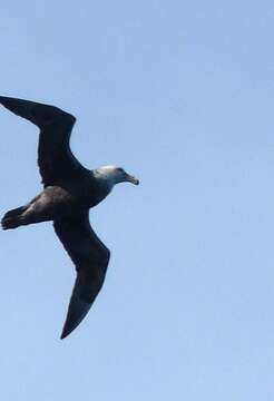 Image of Antarctic Giant-Petrel