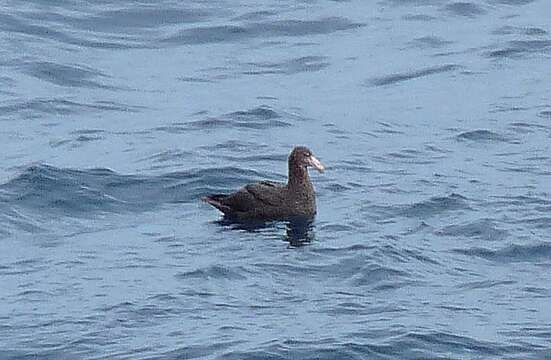 Image of Antarctic Giant-Petrel