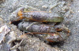 Image of twistclaw pistol shrimp