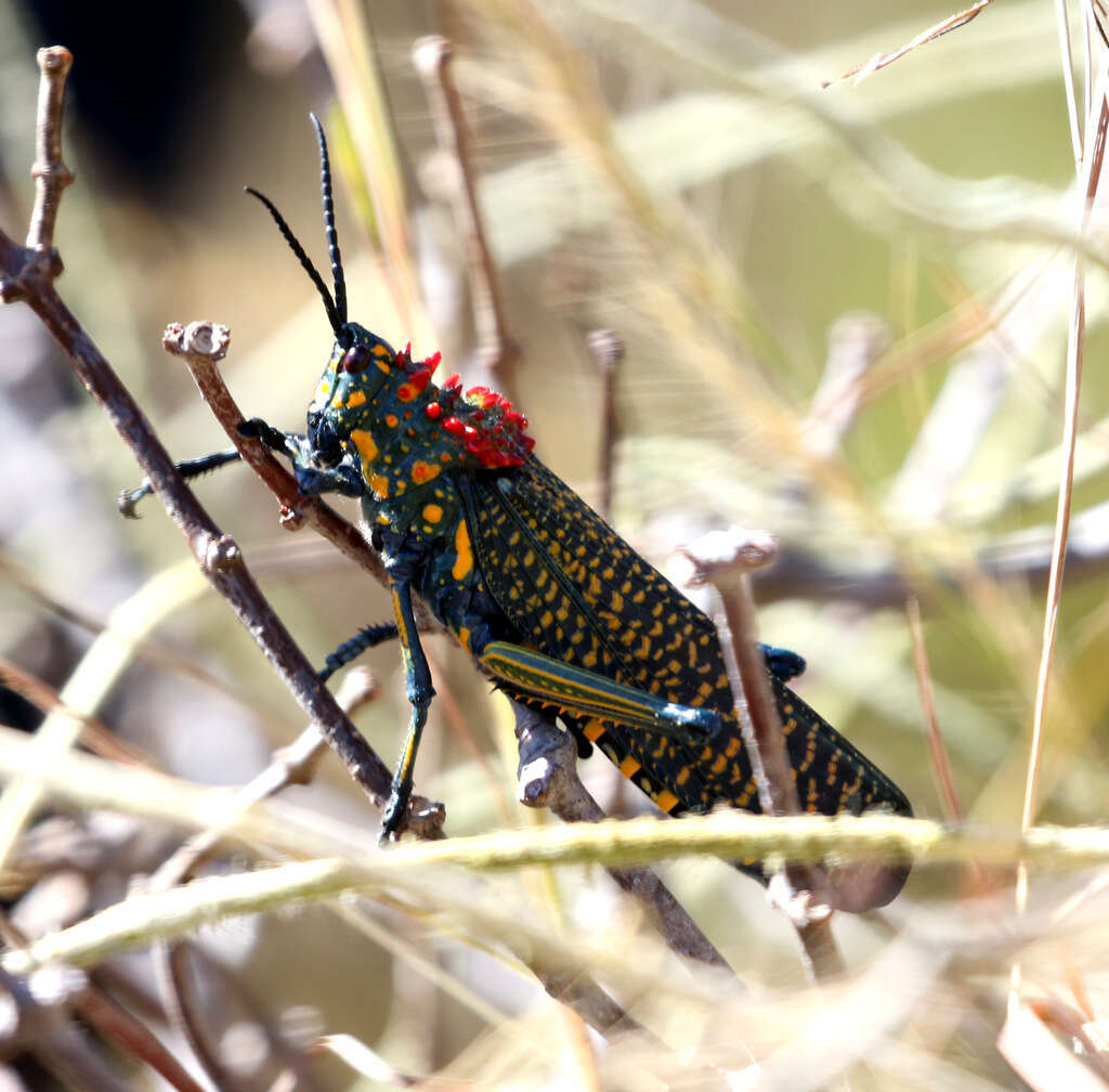 Plancia ëd Phymateus (Phymateus) saxosus Coquerel 1861