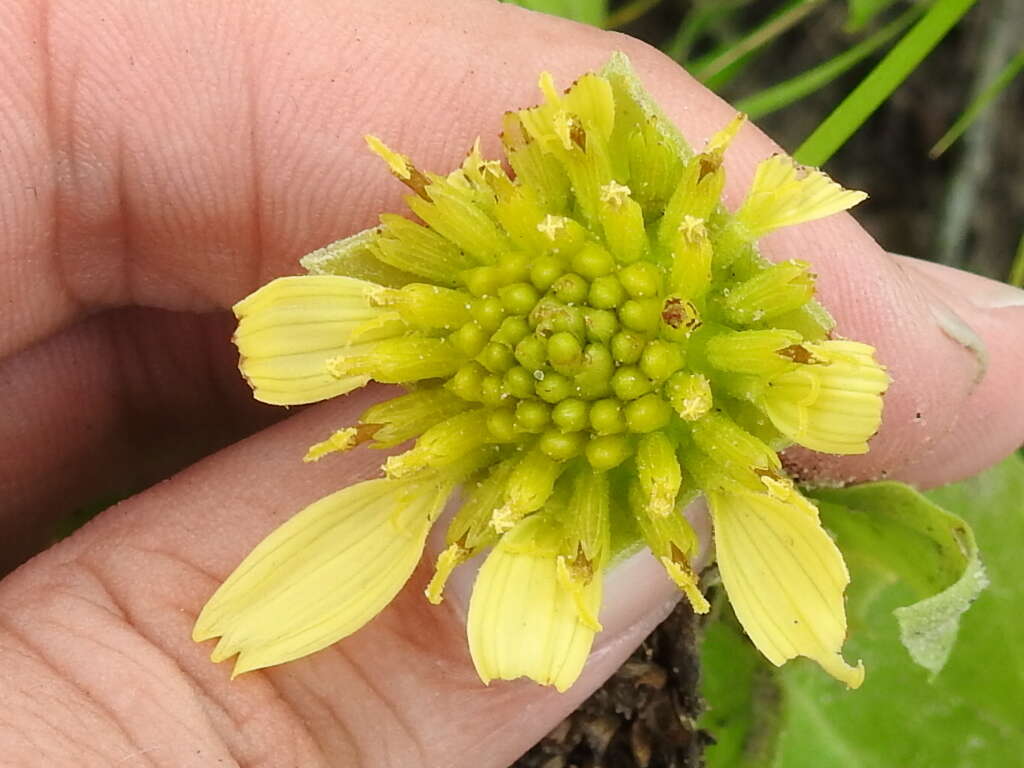 Imagem de Tetragonotheca ludoviciana (Torr. & A. Gray) A. Gray