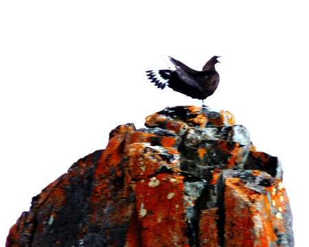 Image of South Polar Skua