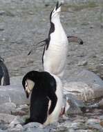 Image of Chinstrap Penguin