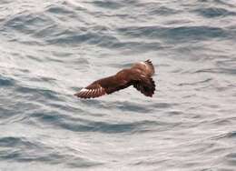 Image of South Polar Skua