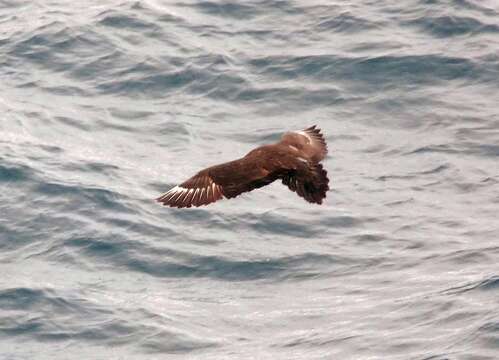 Image of South Polar Skua