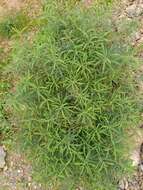 Image of Euphorbia squamigera Loisel.