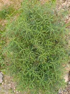 Image of Euphorbia squamigera Loisel.