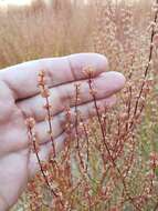 Image of slender woolly buckwheat