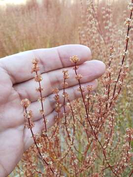 Imagem de Eriogonum gracile Benth.