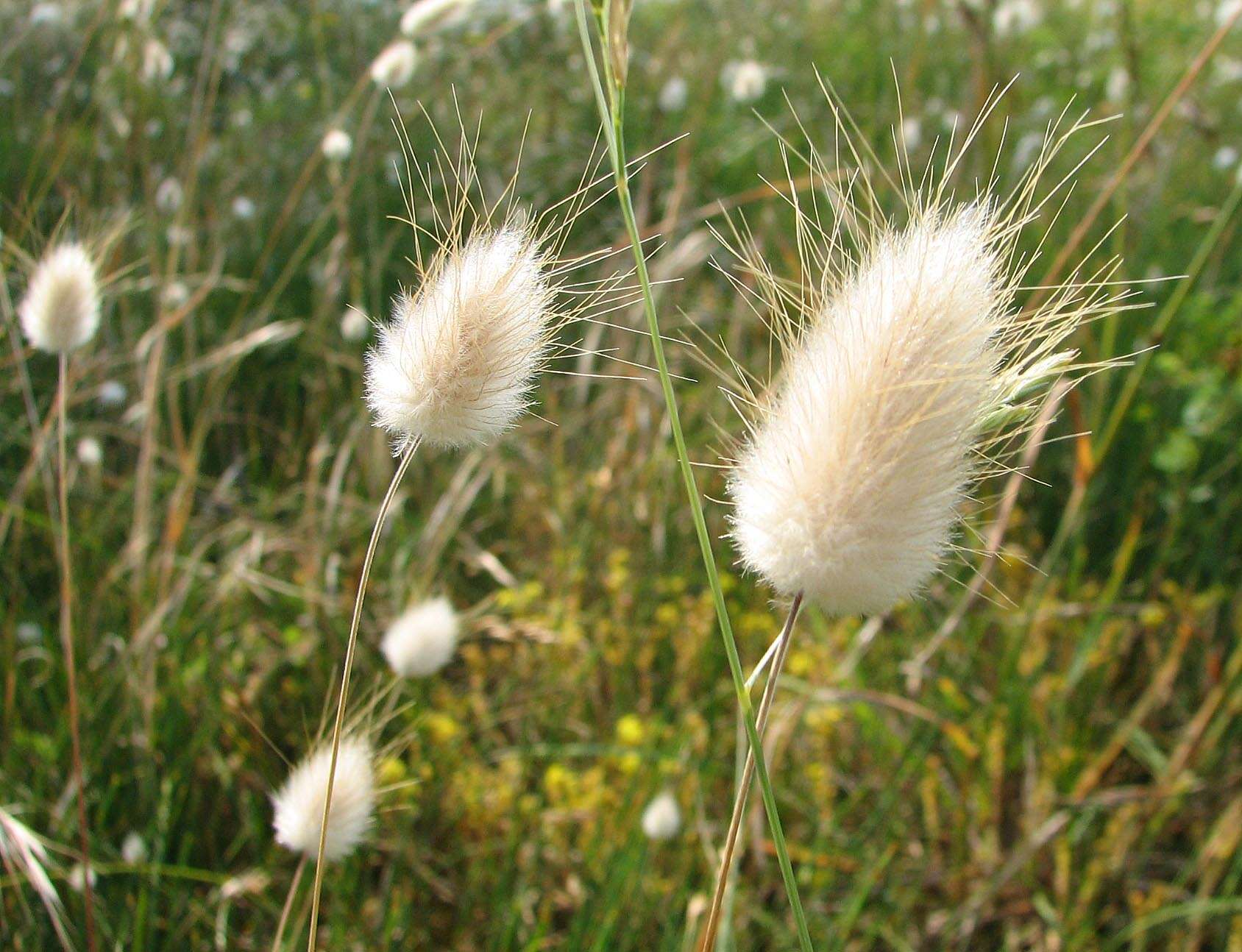 Image of harestail grass