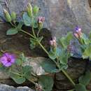 Mirabilis multiflora var. glandulosa (Standl.) J. F. Macbride的圖片