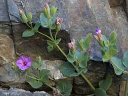 Image de Mirabilis multiflora var. glandulosa (Standl.) J. F. Macbride