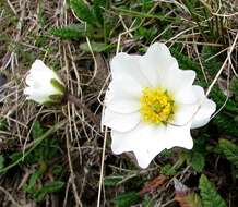 Imagem de Dryas octopetala L.