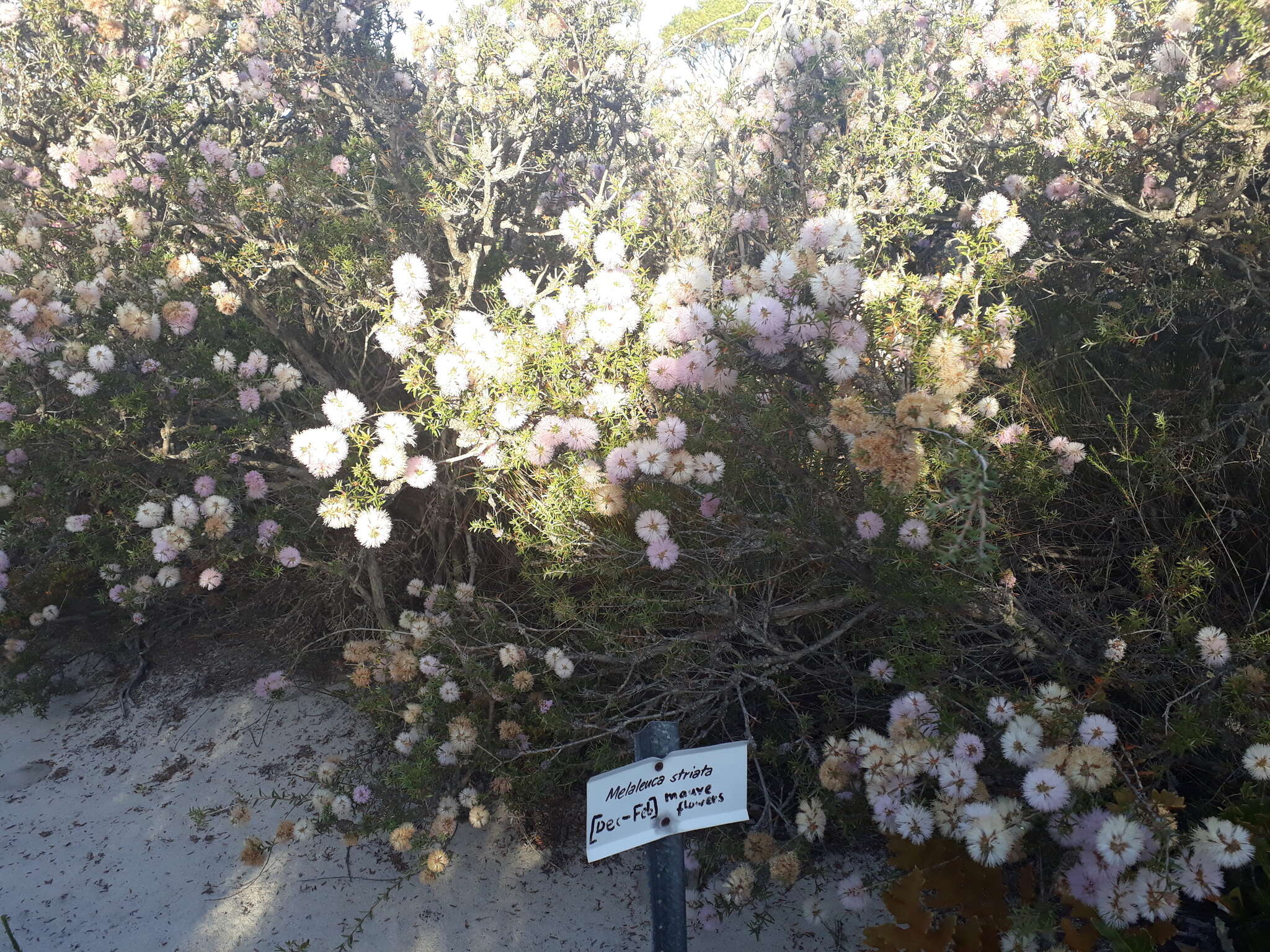 Image de Melaleuca striata Labill.