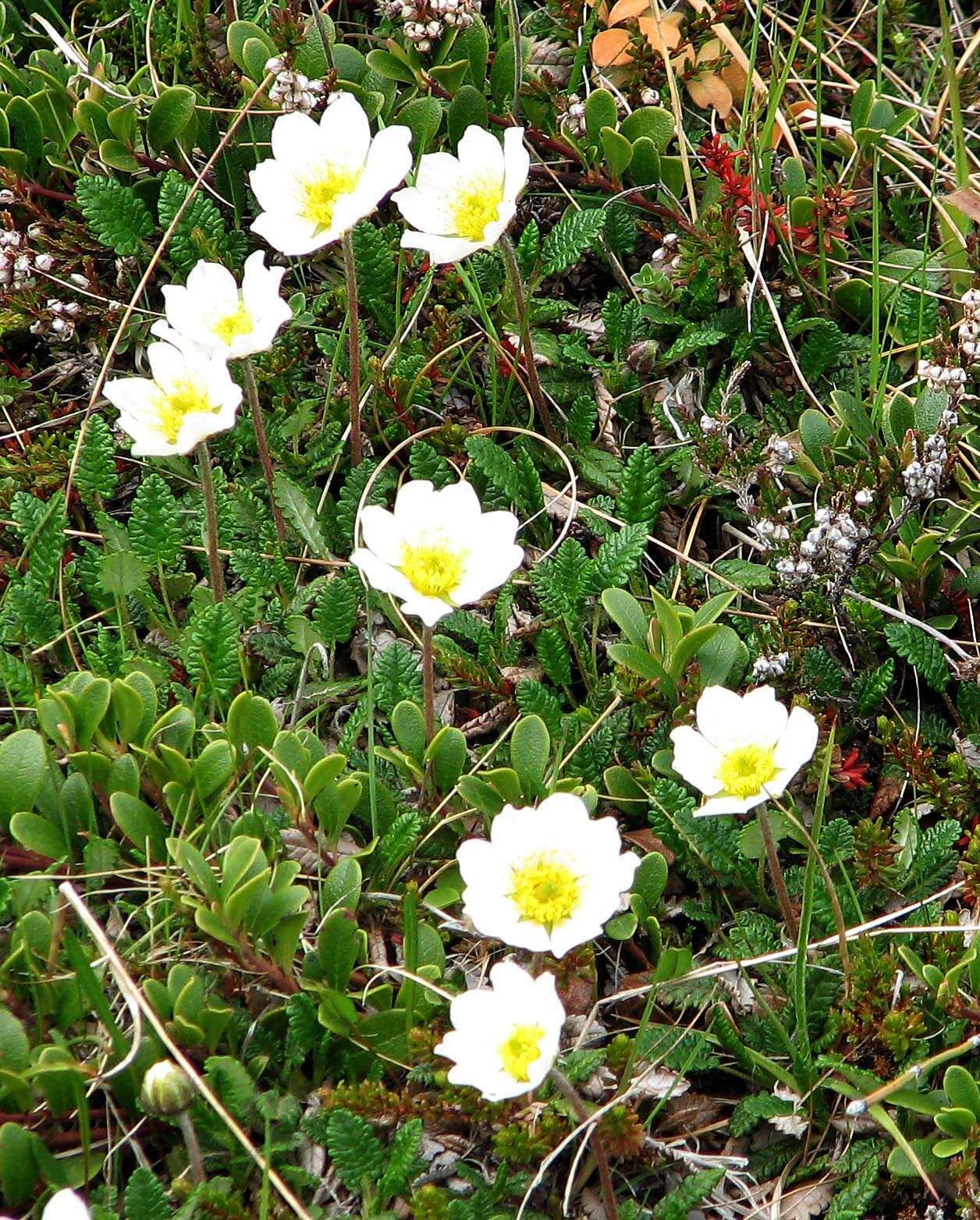 Imagem de Dryas octopetala L.