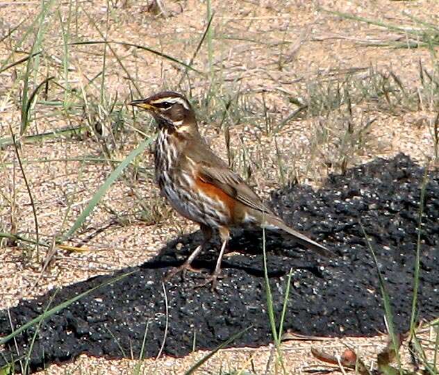 Image of Redwing