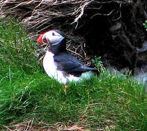 Image of Puffin