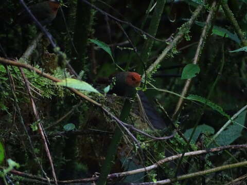 Pseudotriccus ruficeps (Lafresnaye 1843)的圖片