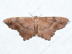 Image of Esther Moth