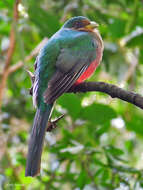 Image of African Trogons