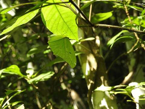 Image of Yellow Angled-Sulphur