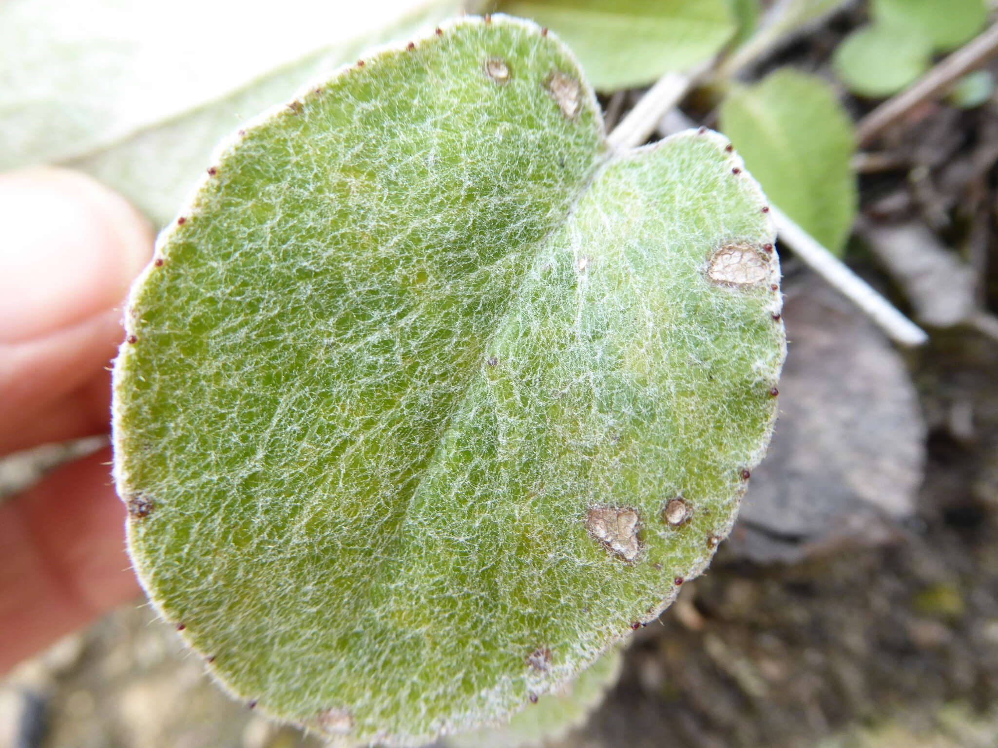 Image of Brachyglottis southlandica (Cockayne) B. Nord.