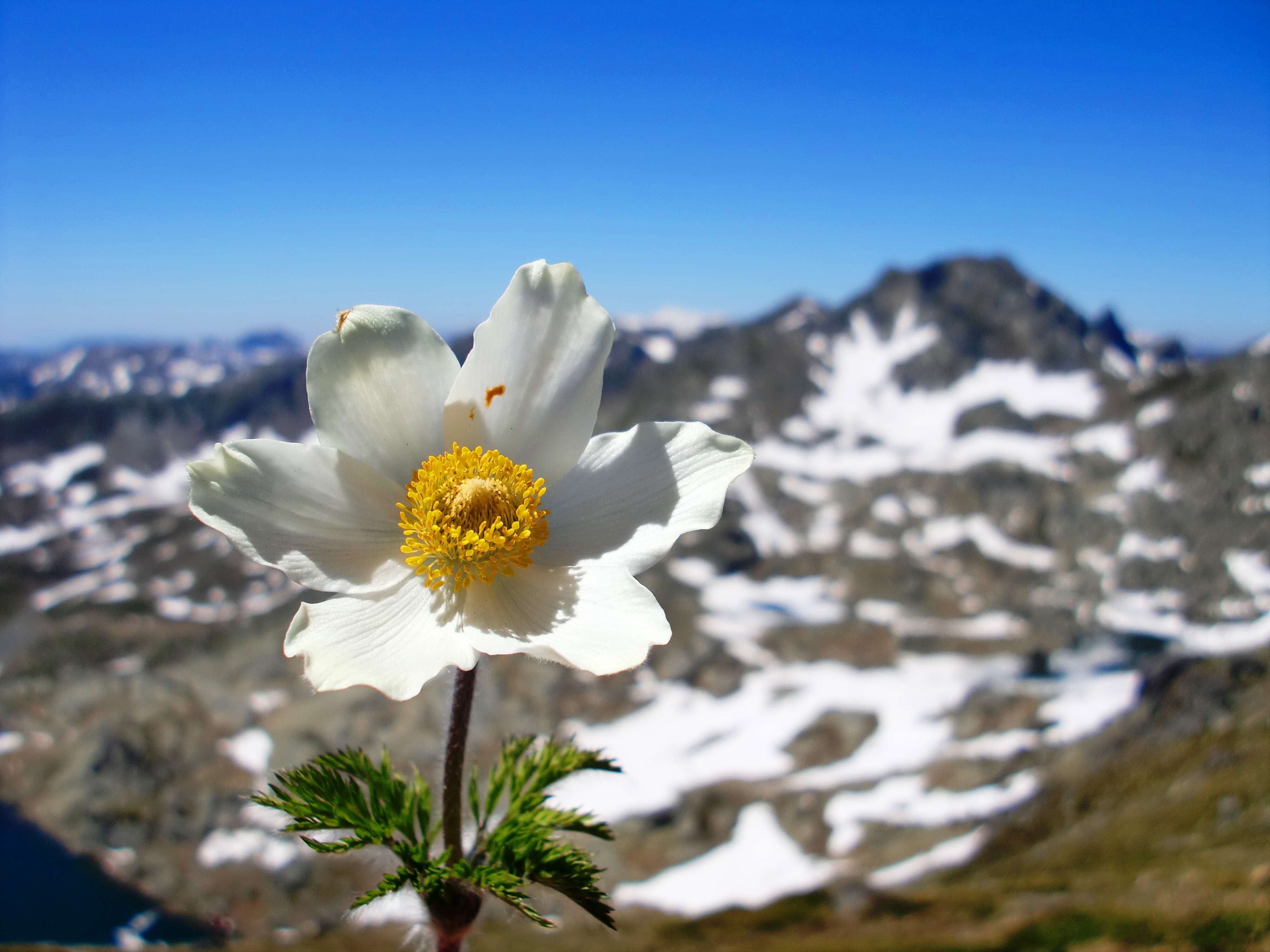 Image de Pulsatille des Alpes