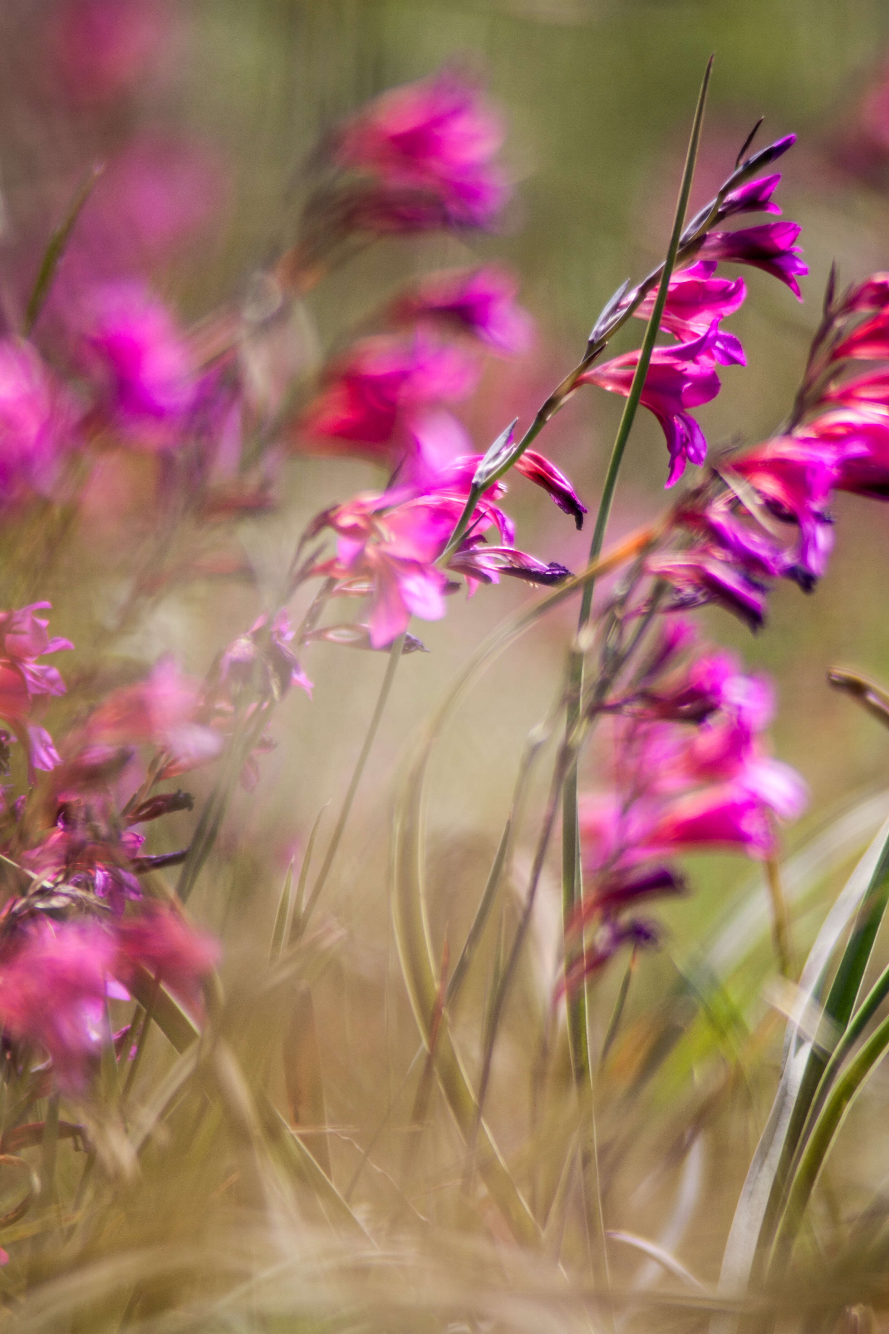 Image of Gladiolus illyricus W. D. J. Koch